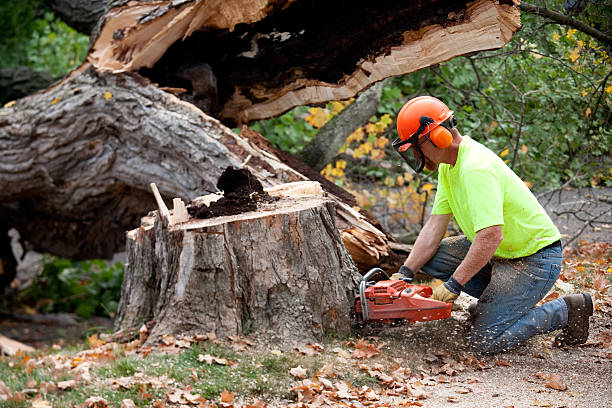 Moorpark, CA Tree Services Company